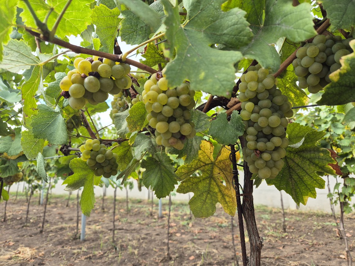 19. vino-rudolf 2024 léto 2